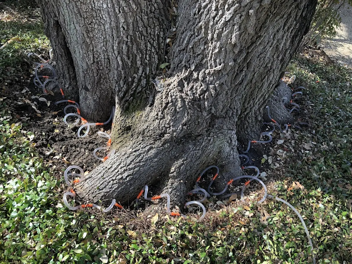 Detailed Tree Cabling and Bracing job site in Fair Bluff